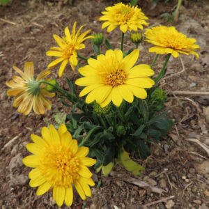 マーガレットの真珠の花を撮影した花写真