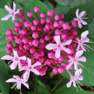 ボタンクサギの鮮やかなピンク色の蕾と咲き始めの花を接写した高画質無料写真