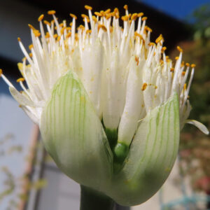 マユハケオモトの花を下から見上げる構図で撮影した写真｜白い花弁と黄色いおしべが立ち上がる特徴