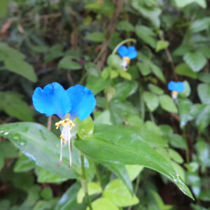 林縁で咲くツユクサの群生を接写した写真｜前景の青い花が鮮明で背景に複数の花がぼけて見える