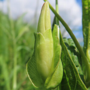 ヒルガオの淡い緑色の蕾をクローズアップで写した植物写真