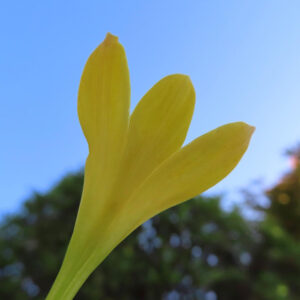 青空を背景に上向きに咲くキバナタマスダレの花を接写した写真｜鮮やかな黄色い花弁が映える