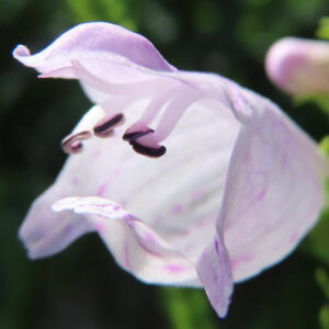 ハナトラノオの淡い紫色の花を接写した写真｜花びらと雄しべが美しく映るマクロ撮影