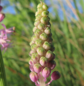 ツルボ（Scilla scilloides）の膨らんだ蕾をアップで撮影した写真｜秋に咲く野草