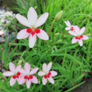 ヒメヒオウギの淡いピンク色の花が群れて咲く様子を撮影した写真。中央に大きな花が開き、周囲に小さな花やつぼみが広がり、鮮やかな緑の葉が背景を彩る