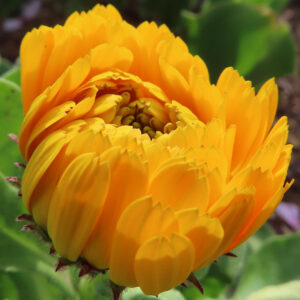 キンセンカの金盞花を撮影した花写真