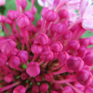 ボタンクサギの濃いピンク色の蕾を接写した高画質無料写真｜花が開く直前の丸い蕾が密集する姿