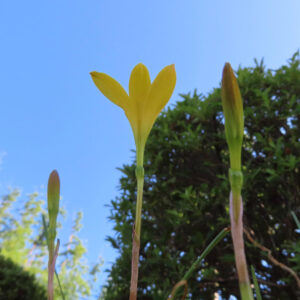 青空を背景にキバナタマスダレが咲く様子を下から撮影した写真｜蕾と開花した花が並ぶ