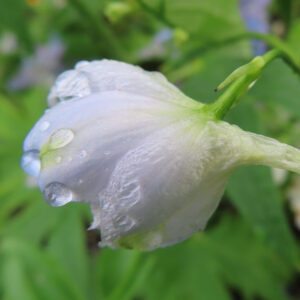 雨粒が付いた白っぽいデルフィニウムの横向きのつぼみを撮影した写真