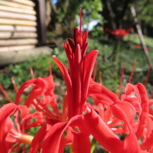 中央に伸びる花芯が印象的な赤いヒガンバナをクローズアップで撮影した写真