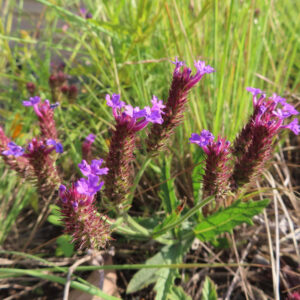 野草の中で群生するシュッコンバーベナの紫色の花を撮影した春の無料写真