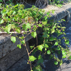 ノブドウのつる植物の写真｜石垣を覆う緑の葉と若い果実
