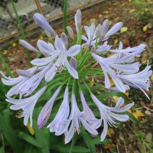 淡い紫色のアガパンサスの花房を上から撮影した写真。細長い花弁とつぼみが放射状に広がり、背景に落ち葉や緑葉が写る初夏の風景
