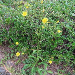 コウゾリナの株全体を撮影した写真　細い茎に黄色い花が複数つく野草の全景