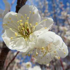 ウメの早春に香る梅を撮影した花写真