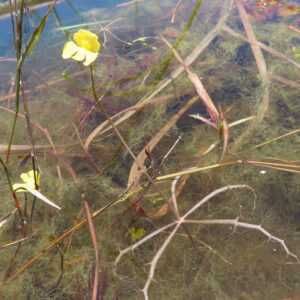 水中に伸びるエフクレタヌキモの茎と、黄色い小さな花が咲く様子を捉えた自然観察写真