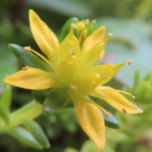 メノマンネングサの黄色い星形の花を斜めから接写した写真