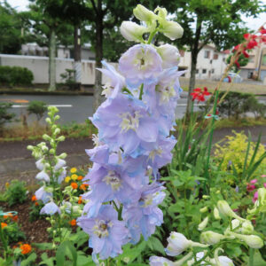 庭に咲く薄紫色のデルフィニウムの花穂を縦構図で撮影した写真