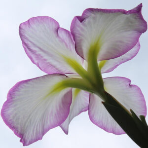 薄紫の縁取りが美しい白花のハナショウブを下から見上げて撮影した写真