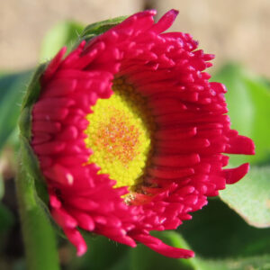 デイジーの太陽の目と呼ばれた花を撮影した花写真