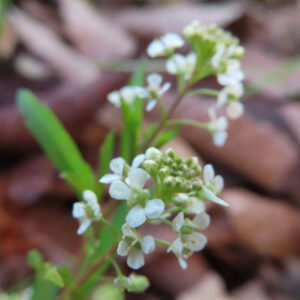 ナズナの白い小花を撮影した花写真