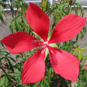 真上から見たように咲く真紅のモミジアオイ｜五枚の大きな花びらが広がる夏の花