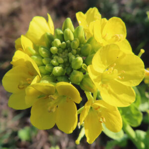 花とつぼみが円状に広がるナノハナのバランス構図の写真