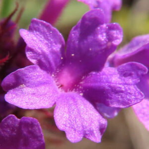 シュッコンバーベナの花びらを接写した紫色の春の無料写真