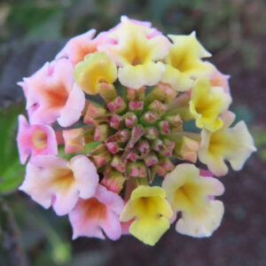 ランタナの花房を真上からマクロで捉えた写真。淡いピンク色から黄色へと色変化する筒状の小花が円形に並び、中央には密集したつぼみが立体的に見える構図。