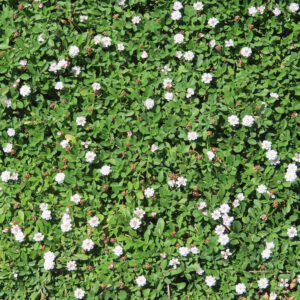 一面に広がるクラピアの白い花と緑の葉の群生｜地被植物の密生風景
