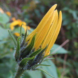 キクイモの菊に似た黄花を撮影した花写真