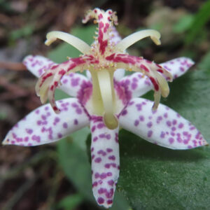 白い花びらに紫色の斑点模様が入ったホトトギスの花を真上から接写した写真