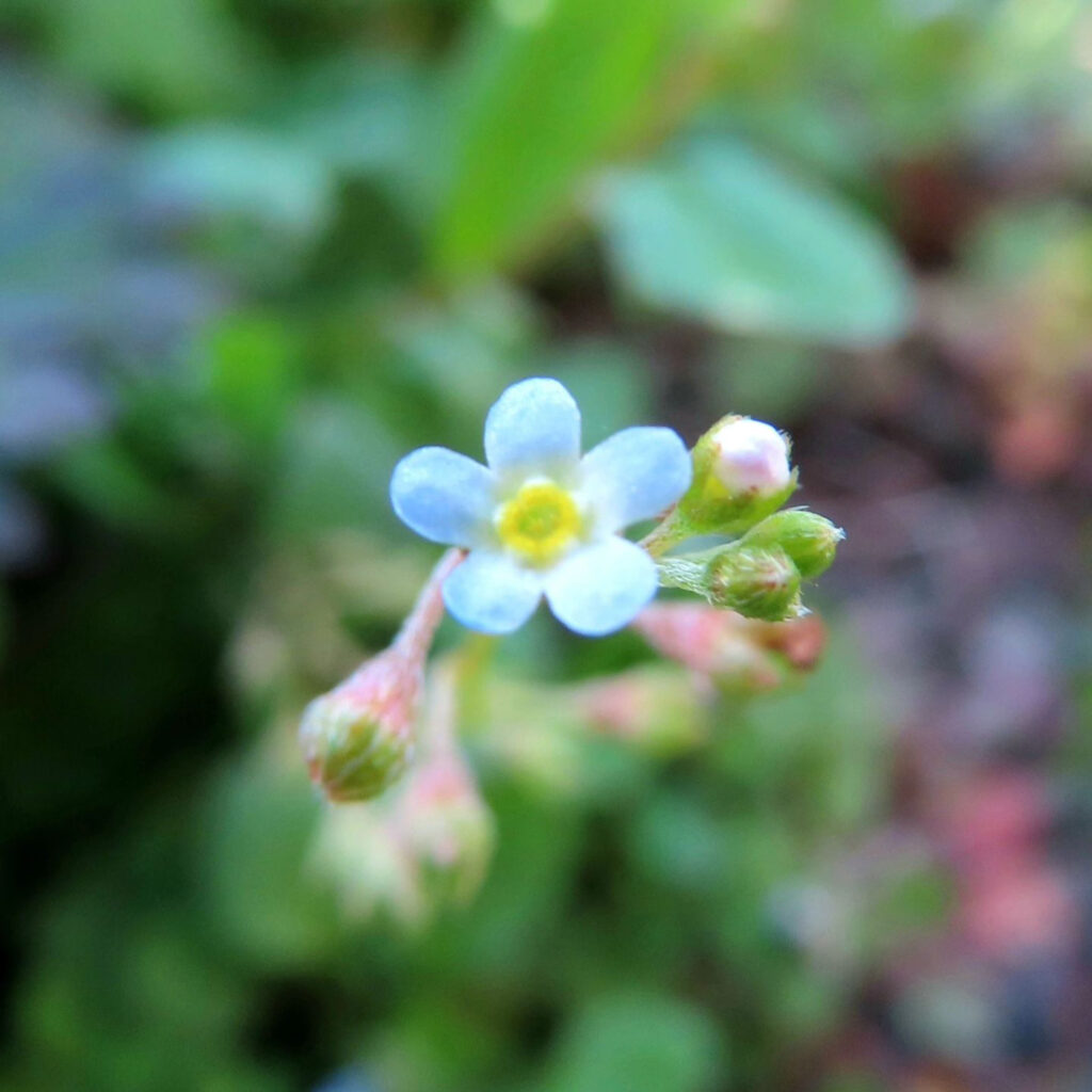 キュウリグサが青い花を咲かせています