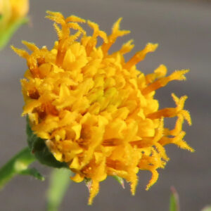 コシロノセンダングサの花芯を横から捉えたマクロ写真｜黄色い筒状花が密集し、先端の雄しべが外側へ伸びる立体的な花芯をクローズアップした自然光の接写構図