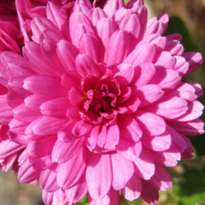 ピンク色のキクの花を正面からクローズアップで撮影した写真。幾重にも重なる花弁が放射状に広がり、中心部の黄色がわずかに見える秋の菊の姿。