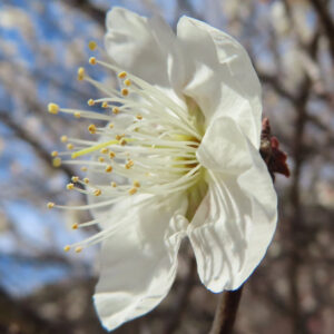ウメの早春に香る梅を撮影した花写真