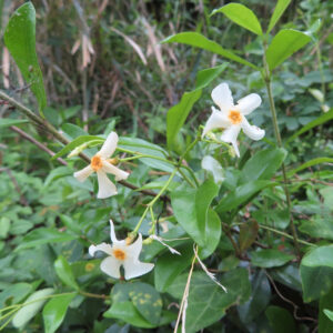 テイカカズラの白い花が3輪咲いている様子を撮影した写真。中央が橙色の星形の花がつる性の葉の中で咲く自然風景
