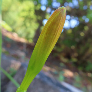キバナタマスダレの蕾を接写した写真｜膨らみはじめた花の先端がオレンジ色に色づく