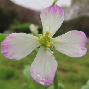 雨粒をまとったダイコンの白と薄紫の花を接写した写真