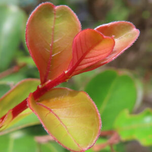 サルスベリの若葉を接写した写真、赤みを帯びた茎と新芽の葉脈が美しく映える