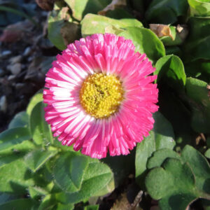 デイジーの太陽の目と呼ばれた花を撮影した花写真