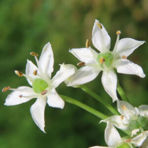 ニラの白い花をマクロ撮影した写真｜星形の花弁と淡緑色の子房、黄色い雄しべがはっきり分かるニラの花の接写構図