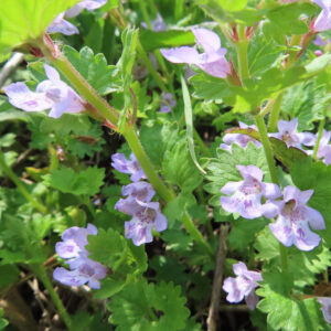 カキドオシの垣を通す春の薄紫花を撮影した花写真