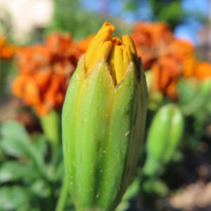黄色い花びらが顔を出し始めたマリーゴールドの蕾のクローズアップ写真｜開花直前の姿
