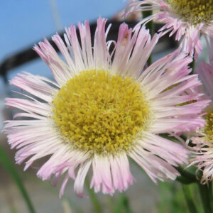 ハルジオンの花をアップで撮影した写真｜淡いピンクの細い舌状花と黄色の中心部が鮮明に写る春の野草