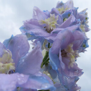雨粒が付いた淡い紫色のデルフィニウムの花を接写した写真
