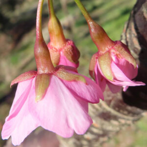 カワズザクラの下向きに咲く花を接写した写真。淡いピンク色の花弁と緑を帯びた萼が春の日差しに照らされて輝く