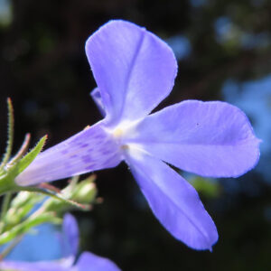ロベリアの花を下から見上げるように撮影した写真｜淡い紫青色の花弁と筒状の花の斑点模様が特徴