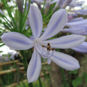 淡い紫色のアガパンサスの花を接写した写真。六枚の花弁が星形に広がり、中央の雄しべがくっきり見える初夏の花