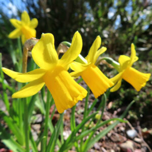 スイセンのナルキッソスを撮影した花写真